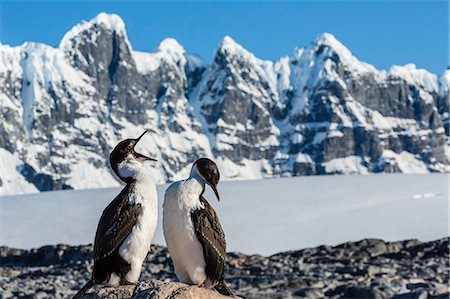 simsearch:841-07204335,k - Adult Antarctic shag (Phalacrocorax (atriceps) bransfieldensi) with chick, Jougla Point, Port Lockroy, Antarctica, Southern Ocean, Polar Regions Stock Photo - Rights-Managed, Code: 841-07204302