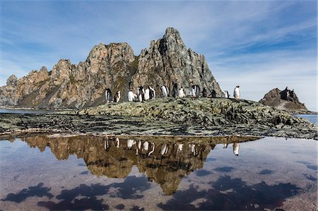simsearch:841-07204335,k - Adult gentoo penguins (Pygoscelis papua) and chinstrap penguins (Pygoscelis antarctica) reflected in tide pool, Elephant Island, Antarctica, Southern Ocean, Polar Regions Stock Photo - Rights-Managed, Code: 841-07204310