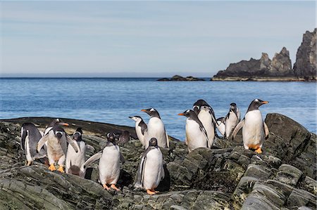 simsearch:841-07204335,k - Adult gentoo penguins (Pygoscelis papua) and chinstrap penguins (Pygoscelis antarctica), Elephant Island, Antarctica, Southern Ocean, Polar Regions Stock Photo - Rights-Managed, Code: 841-07204311