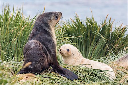 pinnipedia - Leucistic Antarctic fur seal (Arctocephalus gazella) pup, Prion Island, Bay of Isles, South Georgia, South Atlantic Ocean, Polar Regions Photographie de stock - Rights-Managed, Code: 841-07204328