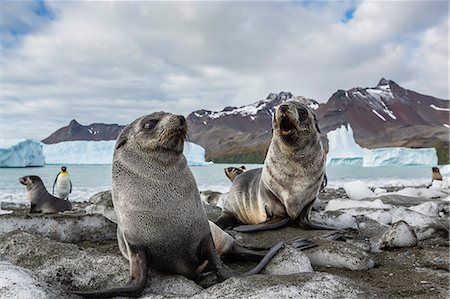 simsearch:841-07204335,k - Antarctic fur seal (Arctocephalus gazella) pups on ice at the beach in Fortuna Bay, South Georgia, South Atlantic Ocean, Polar Regions Stock Photo - Rights-Managed, Code: 841-07204323