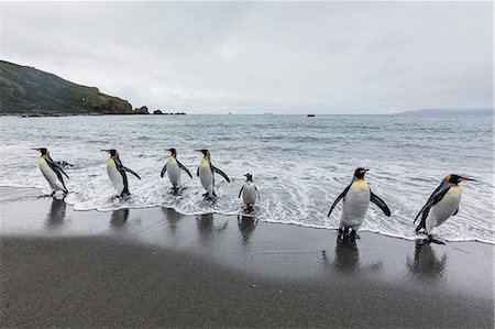 simsearch:841-07204335,k - King penguins (Aptenodytes patagonicus) breeding and nesting colony at Gold Harbour, South Georgia, South Atlantic Ocean, Polar Regions Stock Photo - Rights-Managed, Code: 841-07204334