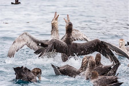 simsearch:841-07204335,k - Adult northern giant petrels (Macronectes halli) fighting over a dead seal pup in Elsehul Bay, South Georgia, South Atlantic Ocean, Polar Regions Stock Photo - Rights-Managed, Code: 841-07204337