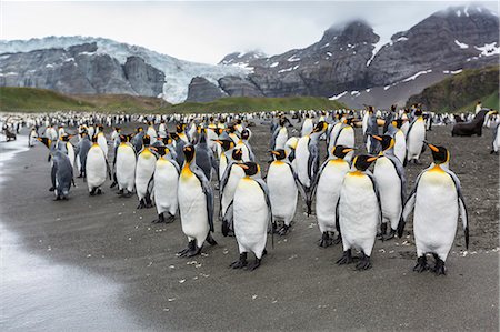 simsearch:841-07204335,k - King penguins (Aptenodytes patagonicus) breeding and nesting colony at Gold Harbour, South Georgia, South Atlantic Ocean, Polar Regions Stock Photo - Rights-Managed, Code: 841-07204332