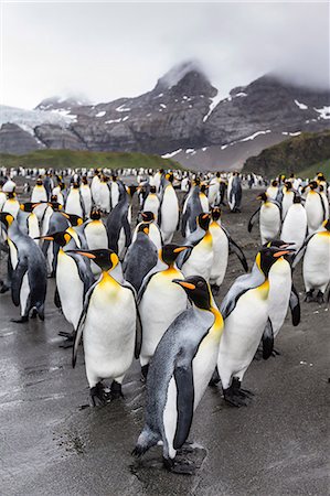 simsearch:841-07204335,k - King penguins (Aptenodytes patagonicus) breeding and nesting colony at Gold Harbour, South Georgia, South Atlantic Ocean, Polar Regions Stock Photo - Rights-Managed, Code: 841-07204333