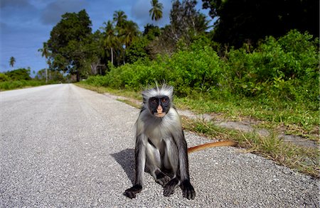 simsearch:841-07201893,k - Zanzibar Red Colobus monkey, one of Africa's rarest primates Foto de stock - Con derechos protegidos, Código: 841-07204825