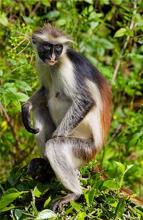 simsearch:841-07201893,k - Zanzibar Red Colobus monkey, one of Africa's rarest primates Foto de stock - Con derechos protegidos, Código: 841-07204826