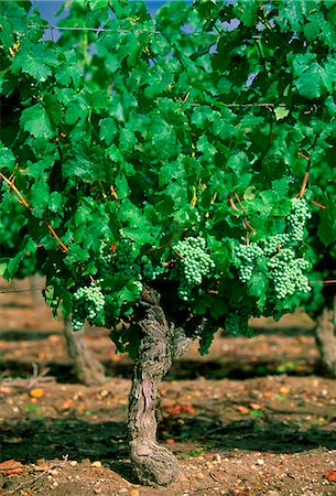 simsearch:841-07523710,k - White grapes growing on a vine at Chinon Vineyard, Chinon in the Loire Valley, France. Photographie de stock - Rights-Managed, Code: 841-07204828