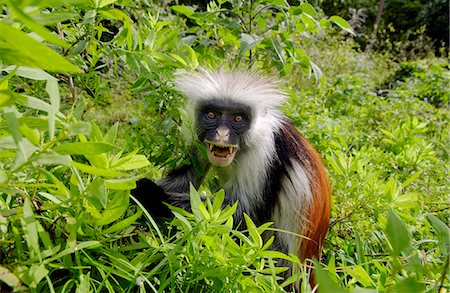 simsearch:841-07201893,k - Zanzibar Red Colobus monkey, one of Africa's rarest primates Foto de stock - Con derechos protegidos, Código: 841-07204820