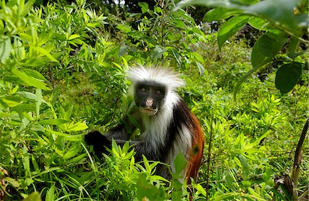 simsearch:841-07201893,k - Zanzibar Red Colobus monkey, one of Africa's rarest primates Foto de stock - Con derechos protegidos, Código: 841-07204821