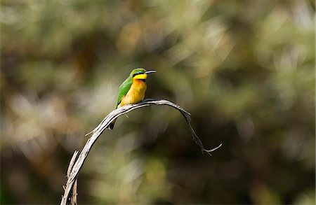 simsearch:841-07201797,k - Little Bee-eater,  Ngorongoro, Tanzania, East Africa Stock Photo - Rights-Managed, Code: 841-07204838