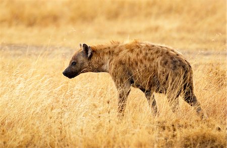 simsearch:841-07201797,k - Spotted Hyena  in grassland, Grumeti, Tanzania Stock Photo - Rights-Managed, Code: 841-07204840