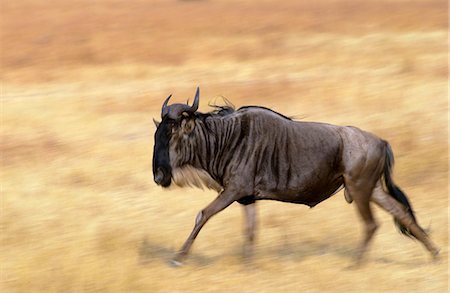 simsearch:841-07201797,k - Migrating Blue Wildebeest running, Grumeti, Tanzania Stock Photo - Rights-Managed, Code: 841-07204841