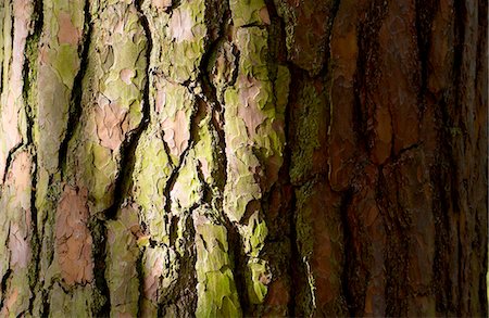 simsearch:841-07201608,k - Trunk and bark of a fir tree in woodland, Oxfordshire, England Photographie de stock - Rights-Managed, Code: 841-07204859