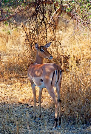 simsearch:841-07201797,k - Impala looking over its shoulder watching for predators at Moremi National Park, Botswana Stock Photo - Rights-Managed, Code: 841-07204851