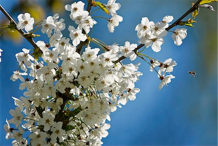 european cherry trees branches - Cherry Blossom, England Stock Photo - Rights-Managed, Code: 841-07204868