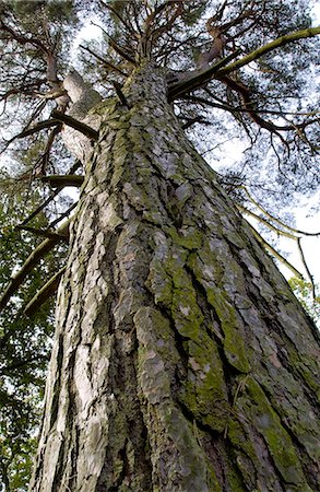 simsearch:841-07201608,k - Tall pine tree viewed from below  in woodland in Oxfordshire, England Photographie de stock - Rights-Managed, Code: 841-07204877