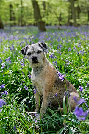 simsearch:400-06392340,k - Jess, Border Terrier dog among bluebells in  a wood in Oxfordshire, England Stock Photo - Rights-Managed, Code: 841-07204872