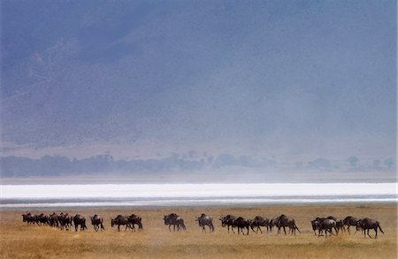 simsearch:841-07201797,k - Herd of Blue Wildebeest, Ngorongoro Crater, Tanzania, East Africa Stock Photo - Rights-Managed, Code: 841-07204886