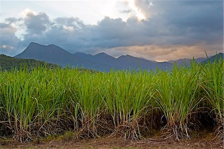 sap - Sugar cane paddock with Mount Demi in the background, Queensland, Australia Stock Photo - Rights-Managed, Code: 841-07204896