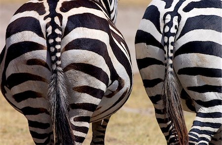 simsearch:841-07201797,k - Common Plains Zebra (Grant's), Ngorongoro Crater, Tanzania Stock Photo - Rights-Managed, Code: 841-07204897