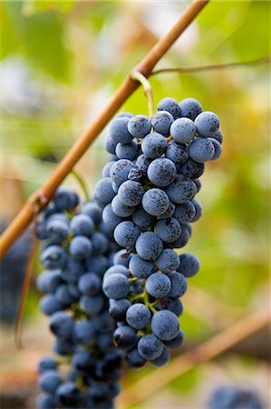 red grape - Cabernet Sauvignon grapes grow in the Pepper Tree Winery, Hunter Valley, Australia Stock Photo - Rights-Managed, Code: 841-07204890