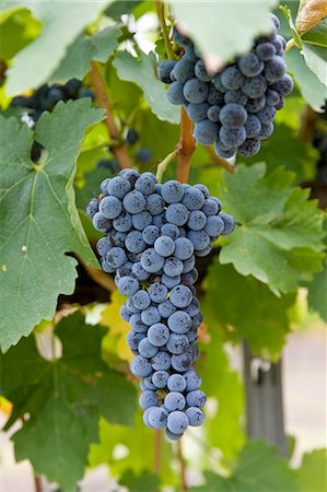 Cabernet Sauvignon grapes grow in the Pepper Tree Winery, Hunter Valley, Australia Photographie de stock - Rights-Managed, Code: 841-07204891