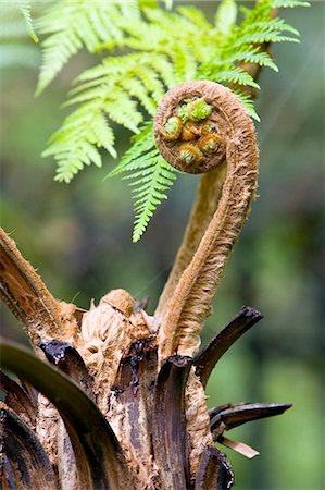 Young frond fern unrolls in the Royal Botanical Gardens, Sydney, Australia Foto de stock - Con derechos protegidos, Código: 841-07204907