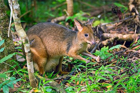 simsearch:841-07201893,k - Red-legged Pademelon in the rainforest, Daintree, Queensland, Australia Foto de stock - Con derechos protegidos, Código: 841-07204934