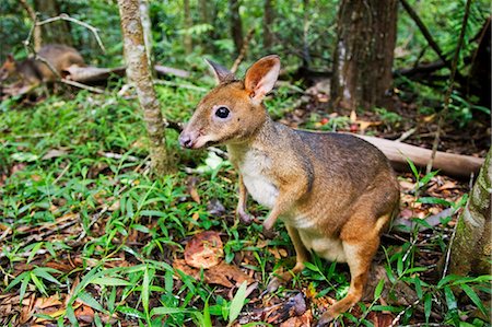 simsearch:841-07201797,k - Red-legged Pademelon in the rainforest, Daintree, Queensland, Australia Stock Photo - Rights-Managed, Code: 841-07204935