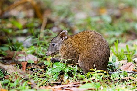 simsearch:841-07201893,k - Musky Rat Kangaroo eats nut on forest floor, Daintree rainforest, Queensland, Australia Foto de stock - Con derechos protegidos, Código: 841-07204936