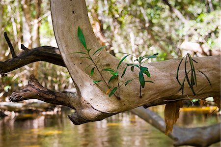 simsearch:841-07201608,k - Water Cherry Tree above Mary Creek, Daintree Rainforest, Queensland, Australia Photographie de stock - Rights-Managed, Code: 841-07204938