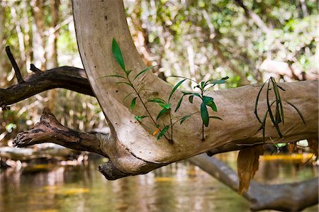 simsearch:841-07201608,k - Water Cherry Tree above Mary Creek, Daintree Rainforest, Queensland, Australia Stock Photo - Rights-Managed, Code: 841-07204938