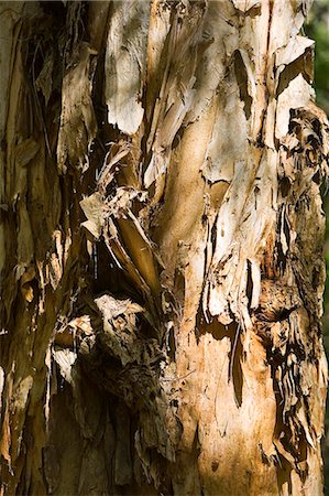 simsearch:841-07201608,k - Paperbark Tea-Tree trunk, Mary Creek in the Daintree Rainforest, Australia Stock Photo - Rights-Managed, Code: 841-07204939
