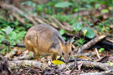 simsearch:841-07201893,k - Red-legged Pademelon in the rainforest, Daintree, Queensland, Australia Foto de stock - Con derechos protegidos, Código: 841-07204931