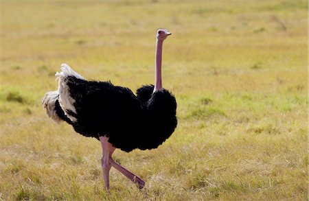 simsearch:841-07201797,k - Ostrich,  Ngorongoro, Tanzania, East Africa Stock Photo - Rights-Managed, Code: 841-07204933