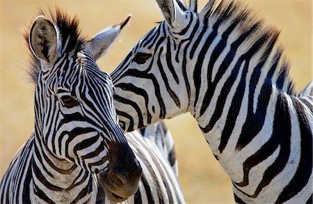 simsearch:841-07201893,k - Common Plains Zebra (Grant's), Ngorongoro Crater, Tanzania Foto de stock - Con derechos protegidos, Código: 841-07204944