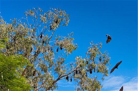 simsearch:400-04587823,k - Spectacled Flying-fox bats roosting, Port Douglas, Queensland, Australia Stock Photo - Rights-Managed, Code: 841-07204959