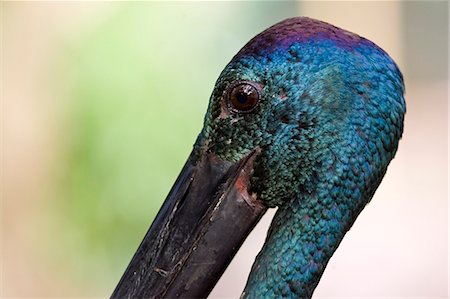simsearch:841-07201893,k - Black-necked stork, Queensland, Australia Foto de stock - Con derechos protegidos, Código: 841-07204952