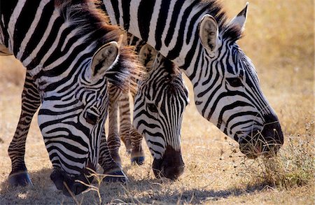 simsearch:841-07201893,k - Burchells Plains Zebra ,Grumeti,Tanzania Foto de stock - Con derechos protegidos, Código: 841-07204953