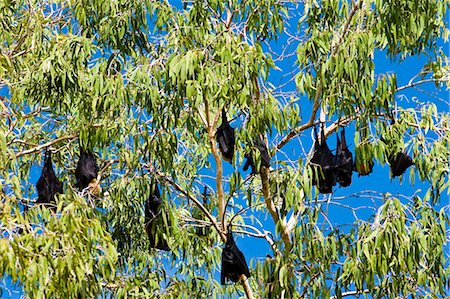 simsearch:841-07201797,k - Colony of Spectacled Flying-fox bats, Port Douglas, Queensland, Australia Stock Photo - Rights-Managed, Code: 841-07204960