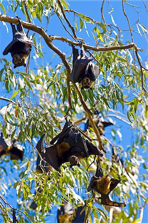 simsearch:400-04587823,k - Colony of Spectacled Flying-fox bats roosting, Port Douglas, Queensland, Australia Stock Photo - Rights-Managed, Code: 841-07204961
