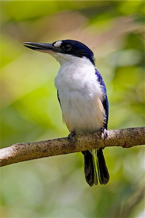 simsearch:400-04587823,k - Forest Kingfisher perched on a branch in North Queensland, Australia Stock Photo - Rights-Managed, Code: 841-07204975