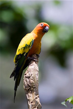 simsearch:400-04587823,k - Sun Conure perched on a branch in North Queensland, Australia Stock Photo - Rights-Managed, Code: 841-07204976