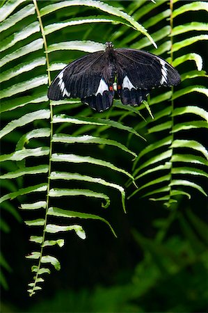 simsearch:841-06345488,k - Adult male Orchard Butterfly on a fern leaf, North Queensland, Australia Photographie de stock - Rights-Managed, Code: 841-07204977