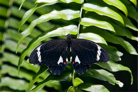 simsearch:841-06345488,k - Adult male Orchard Butterfly on fern leaf, North Queensland, Australia Photographie de stock - Rights-Managed, Code: 841-07204978