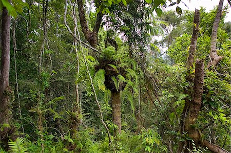 simsearch:841-07201608,k - Basket ferns, Epiphytes, on tree in Barron Gorge National Park, Queensland, Australia Photographie de stock - Rights-Managed, Code: 841-07204985