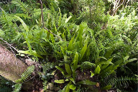 simsearch:841-07201608,k - Rubber ferns and Fishbone ferns grow on forest floor in Barron Gorge National Park, Queensland, Australia Stock Photo - Rights-Managed, Code: 841-07204986