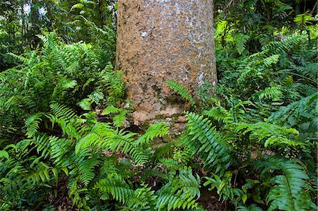 simsearch:841-07201608,k - Fishbone ferns growing at base of Kauri Pine tree, Barron Gorge National Park, Queensland, Australia Stock Photo - Rights-Managed, Code: 841-07204987