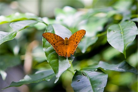 simsearch:841-06345488,k - Butterfly on a leaf, North Queensland, Australia Photographie de stock - Rights-Managed, Code: 841-07204983